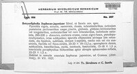Botryodiplodia sophorae-japonicae image